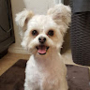 Meet your Posher, Evelyn